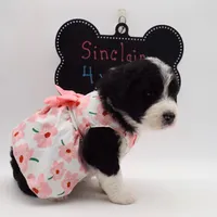 Sinclair, a female Bernedoodle for sale in Cottonwood, AZ – Photo 4 of 10
