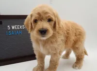Isaiah, a male Goldendoodle for sale in Cottonwood, AZ – 8 of 9