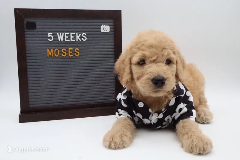 Moses – Goldendoodle puppy for sale in Cottonwood, AZ