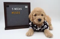 Moses, a male Goldendoodle for sale in Cottonwood, AZ – 1 of 9