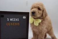 Genesis, a female Goldendoodle for sale in Cottonwood, AZ – 5 of 10