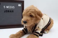 jonah, a male Goldendoodle for sale in Cottonwood, AZ – 2 of 4