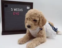 Eve, a female Goldendoodle for sale in Cottonwood, AZ – 7 of 7