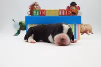 Jessie, a female Bernedoodle for sale in Cottonwood, AZ – 2 of 3