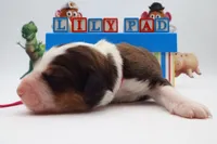Lilypad, a female Bernedoodle for sale in Cottonwood, AZ – 3 of 8