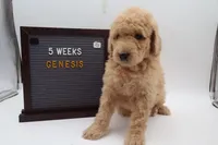 Genesis, a female Goldendoodle for sale in Cottonwood, AZ – 2 of 10