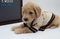 Isaiah, a male Goldendoodle for sale in Cottonwood, AZ – 5 of 9