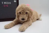 Eve, a female Goldendoodle for sale in Cottonwood, AZ – 2 of 7