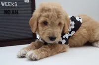 Noah, a male Goldendoodle for sale in Cottonwood, AZ – 1 of 8