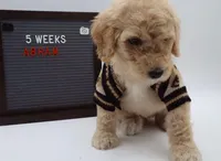 Abram, a male Goldendoodle for sale in Cottonwood, AZ – 2 of 10