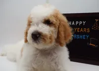 processed/061ab6cb-aa03-439a-8219-c0e4e23e6672/listing/7e6b2b70-fd0d-48e3-aff8-9dae0ff081d4/21d87009-469e-441c-84b2-ed4f8ed06ccf