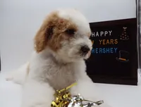 processed/061ab6cb-aa03-439a-8219-c0e4e23e6672/listing/7e6b2b70-fd0d-48e3-aff8-9dae0ff081d4/420a9805-5ba2-451f-8ede-0c697fb65a3f