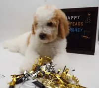 processed/061ab6cb-aa03-439a-8219-c0e4e23e6672/listing/7e6b2b70-fd0d-48e3-aff8-9dae0ff081d4/4ed25542-33ec-4564-88fc-0b9cb1f88e67