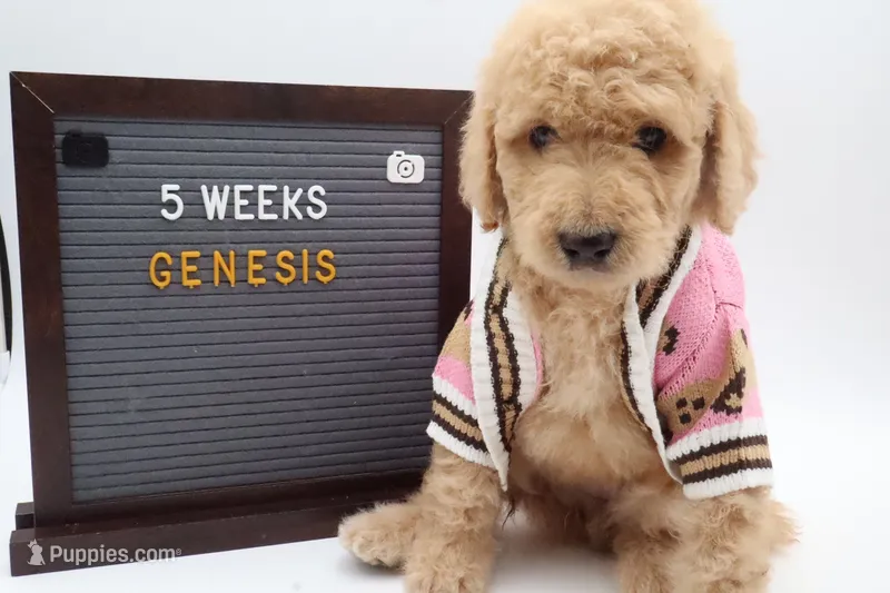 Genesis – Goldendoodle puppy for sale in Cottonwood, AZ