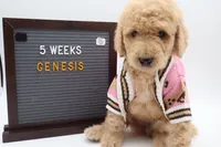 Genesis, a female Goldendoodle for sale in Cottonwood, AZ – 1 of 10