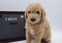 Noah, a male Goldendoodle for sale in Cottonwood, AZ – 3 of 8