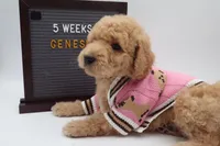 Genesis, a female Goldendoodle for sale in Cottonwood, AZ – 7 of 10