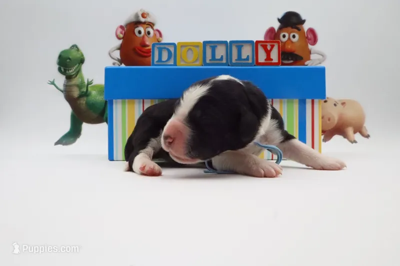 Dolly – Bernedoodle puppy for sale in Cottonwood, AZ