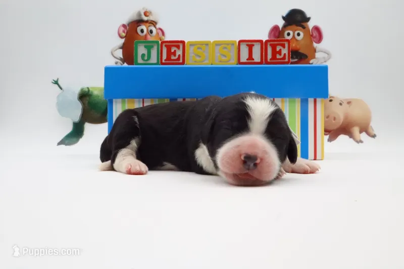 Jessie – Bernedoodle puppy for sale in Cottonwood, AZ
