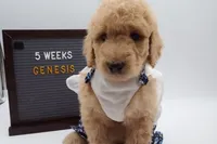 Genesis, a female Goldendoodle for sale in Cottonwood, AZ – 3 of 10