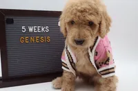Genesis, a female Goldendoodle for sale in Cottonwood, AZ – 6 of 10