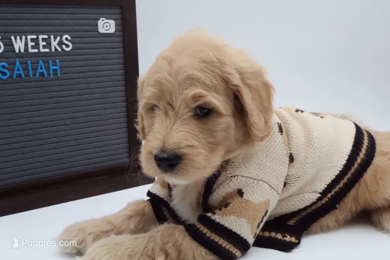 Isaiah – Goldendoodle puppy for sale in Cottonwood, AZ
