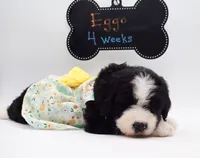 EGGO, a female Bernedoodle for sale in Cottonwood, AZ – Photo 4 of 10