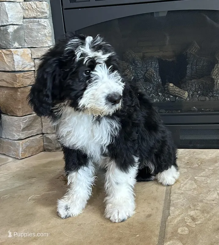 EGGO – Bernedoodle puppy for sale in Cottonwood, AZ