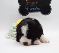 EGGO, a female Bernedoodle for sale in Cottonwood, AZ – Photo 10 of 10
