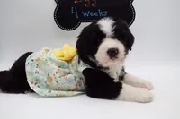 EGGO, a female Bernedoodle for sale in Cottonwood, AZ – Photo 1 of 10