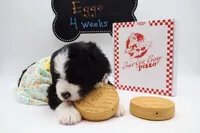 EGGO, a female Bernedoodle for sale in Cottonwood, AZ – Photo 3 of 10
