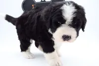 EGGO, a female Bernedoodle for sale in Cottonwood, AZ – Photo 7 of 10