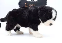 EGGO, a female Bernedoodle for sale in Cottonwood, AZ – Photo 6 of 10