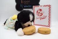 EGGO, a female Bernedoodle for sale in Cottonwood, AZ – Photo 9 of 10