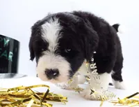 EGGO, a female Bernedoodle for sale in Cottonwood, AZ – Photo 8 of 10