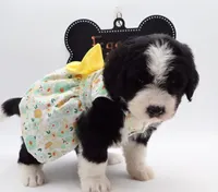 EGGO, a female Bernedoodle for sale in Cottonwood, AZ – Photo 5 of 10