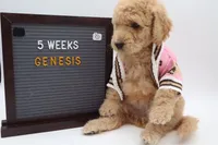 Genesis, a female Goldendoodle for sale in Cottonwood, AZ – 8 of 10