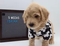 Isaiah, a male Goldendoodle for sale in Cottonwood, AZ – 9 of 9