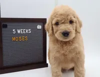 Moses, a male Goldendoodle for sale in Cottonwood, AZ – 5 of 9