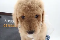 Genesis, a female Goldendoodle for sale in Cottonwood, AZ – 9 of 10