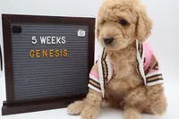 Genesis, a female Goldendoodle for sale in Cottonwood, AZ – 4 of 10