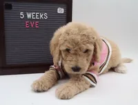 Eve, a female Goldendoodle for sale in Cottonwood, AZ – 4 of 7