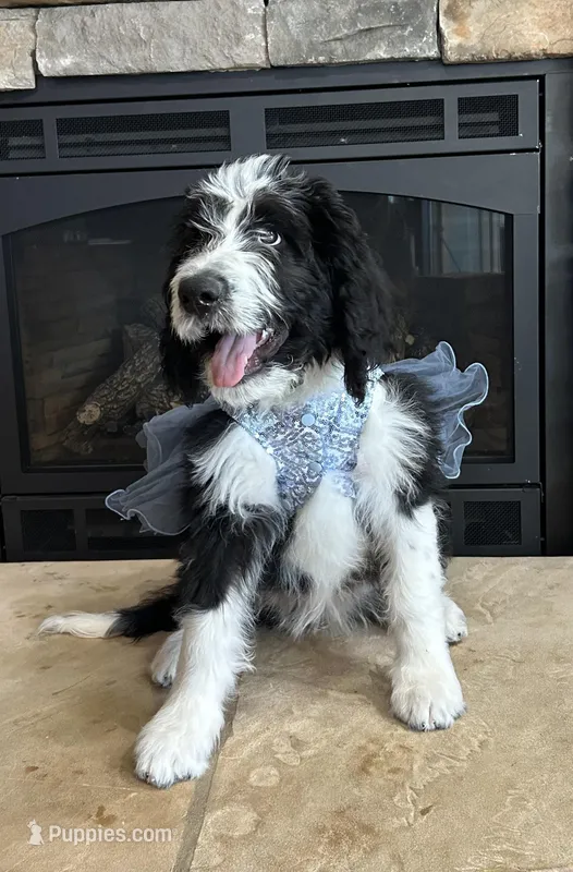 Maxine – Bernedoodle puppy for sale in Cottonwood, AZ