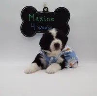 Maxine, a female Bernedoodle for sale in Cottonwood, AZ – Photo 5 of 9