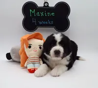 Maxine, a female Bernedoodle for sale in Cottonwood, AZ – Photo 3 of 9