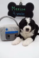 Maxine, a female Bernedoodle for sale in Cottonwood, AZ – Photo 2 of 9