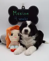 Maxine, a female Bernedoodle for sale in Cottonwood, AZ – Photo 6 of 9