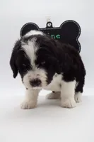 Maxine, a female Bernedoodle for sale in Cottonwood, AZ – Photo 9 of 9