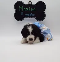Maxine, a female Bernedoodle for sale in Cottonwood, AZ – Photo 7 of 9