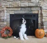 Jessie, a female Bernedoodle for sale in Cottonwood, AZ – 1 of 4